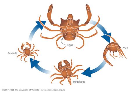 japanese spider crab life cycle